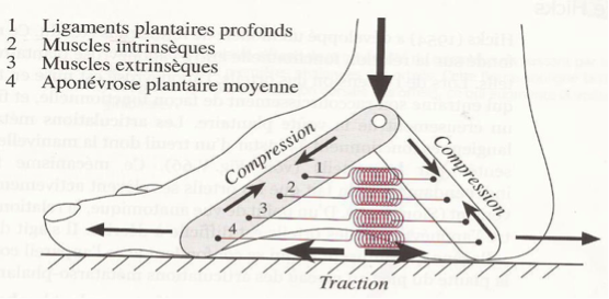 Souffrez-vous d’une fasciite plantaire, d’une épine de Lenoir ou d’une myoaponévrosite plantaire ?