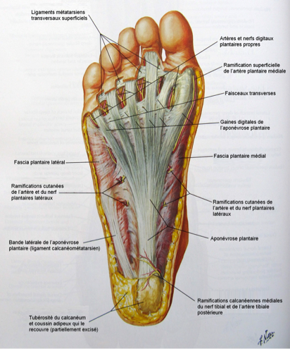 Souffrez-vous d’une fasciite plantaire, d’une épine de Lenoir ou d’une myoaponévrosite plantaire ?